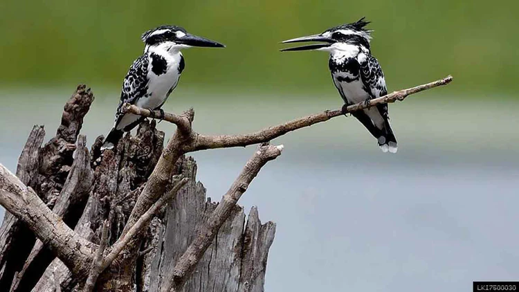 Kingfisher Sri Lanka